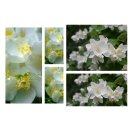Philadelphus coronarius 60/100 kräftige im...