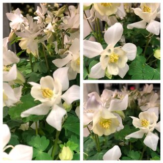 Akelei caerula ~ weißer Zauber ~knospig/ blühend ~Gartenakelei Frühlingszauber ~ HappyFlower