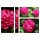Historische Duftrose! Rose de Resht ~starke im 7 Liter Topf ~ Blütentraum in Duft und Farbe
