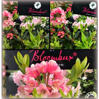 Rhododendron Bloombux -R- 20/25 kräftige ~die Bux alternative