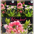 Rhododendron Bloombux -R- 20/25 kräftige ~die Bux...