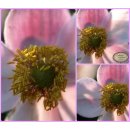 Herbst Anemone Robustissima~ kräftige im Topf P 0,5...