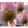 Herbstanemone ~ Anemone Robustissima~ kräftige im Topf P 0,5 ~ Herbst-Ball der Prinzessinnen