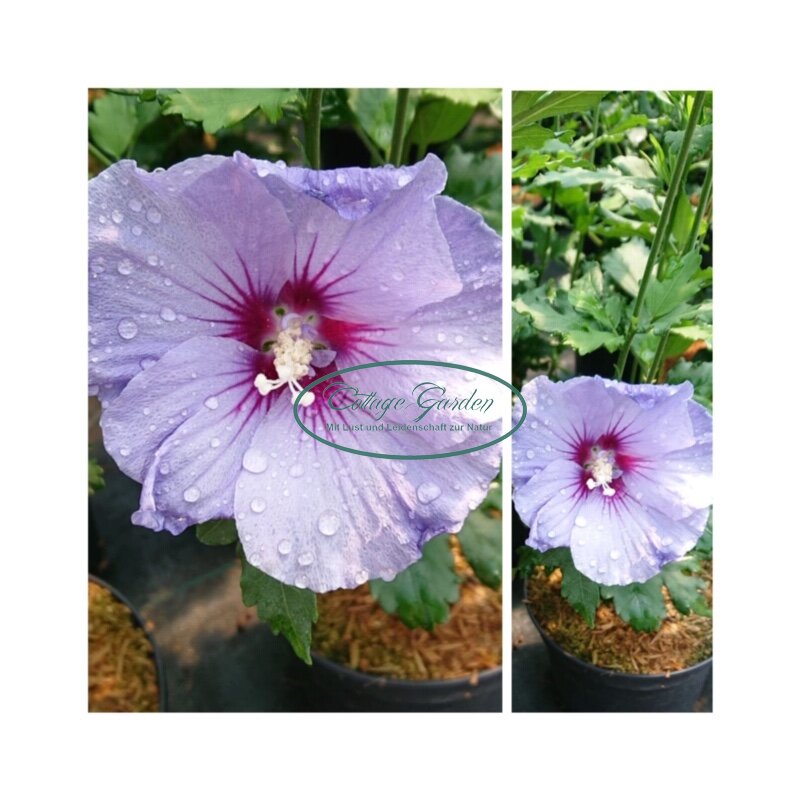 Garteneibisch Blue Bird Hibiscus Sommertraum C3 11 90