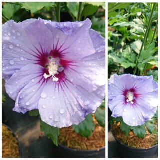 Garteneibisch Blue Bird ~ kräftige 40/60 im C3~Hibiscus~Sommertraum/Bienenfreund