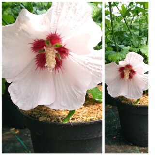 Garteneibisch Mathilda40/60 im großen 3 Liter XL Topf ~ zart-rosa Hibiscus Sommerträume~ Bienenfreundlich