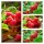 Himbeere TulaMagic -R- lecker große aromatische Früchte - im großen Topf gewachsen.