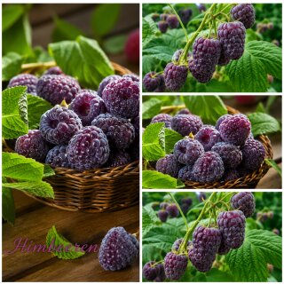 Himbeere~ Veilchenhimbeere Glen Coe – außergewöhnliches Aroma & violettrote Früchte ~ 3 Liter XL Topf