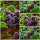 Himbeere~ Veilchenhimbeere Glen Coe – außergewöhnliches Aroma & violettrote Früchte ~ 3 Liter XL Topf