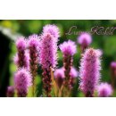 Liatris Kobold  ~ im großen 3 Liter XL Topf gewachsen~ Schmetterlingsliebling in purpurviolett