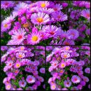 Aster dumosus Rosenwichtel ~ Kissenaster im Topf ~ guter...