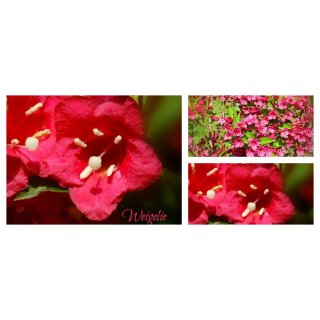 Weigelie Bristol Ruby 60/100 im Topf starke Qualität~Ziertsrauch mit großer Blütenfülle