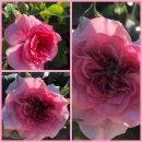 Rose Pink Swany-R- nostalgische Blüte im...