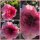 Rose Pink Swany-R- nostalgische Blüte im großen Topf