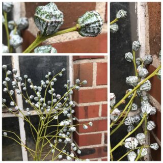 Frucht-Eukalyptus Bund mit silbergrauen Kapselfrüchten ~ natürliche Deko ~ Eukalyptus zum Trocknen & Gestalten