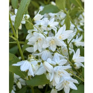 Deutzie -Deutzia gracilis 40/60 im XL Topf   ~Maiblumenstrauch~ Blütentanz im Mai