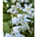 Deutzie -Deutzia gracilis 40/60 im XL Topf...