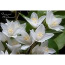 Deutzie -Deutzia gracilis 40/60 im XL Topf   ~Maiblumenstrauch~ Blütentanz im Mai