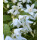 Deutzie -Deutzia gracilis 40/60 im XL Topf   ~Maiblumenstrauch~ Blütentanz im Mai