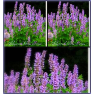 Duftnessel Agastache Blue Fortune j~im großen XL 3 Liter Topf ~ Blaue Duftwolke für Bienen & Sinne