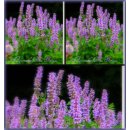Duftnessel Agastache Blue Fortune j~im großen XL 3...