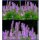 Duftnessel Agastache Blue Fortune j~im großen XL 3 Liter Topf ~ Blaue Duftwolke für Bienen & Sinne