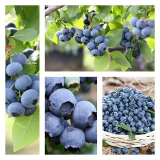Heidelbeere Bluecrop im Topf - 40-60cm - kräftige Qualität ~ extrem Ertragreich & große Frucht..