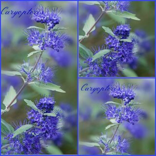 Bartblume/ Caryopteris Heavenly Blue starke im großen 3 Liter XL Topf~  40/60cm  ~ zauberhafter Spätsommerblüher~ Bienenfreundlich