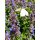Hohe Katzenminze~ Nepeta Walkers Low ~ im Topf gewachsen ~ super Rosenstaude, Bienenfreund ~violettblaue Blütenfülle