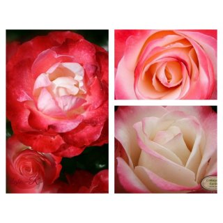 Edelrose Nostalgie -R- ~Kirschrote Duftige Rosenträume