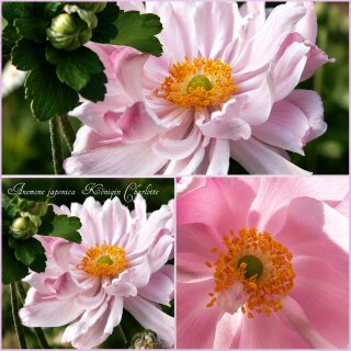 Herbstanemone Anemone ‘Königin Charlotte’ im Topf ~ historische Schönheit von 1898 ~ seidiger Blütenzauber in Rosa