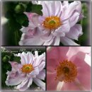 Herbst Anemone Königin Charlotte ~ kräftige im...