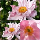 Herbstanemone Anemone ‘Königin...