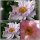 Herbst Anemone Königin Charlotte ~ kräftige im Topf P 0,5~ Herbst-Ball der Prinzessinnen..