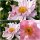 Herbstanemone Anemone ‘Königin Charlotte’ im Topf ~ historische Schönheit von 1898 ~ seidiger Blütenzauber in Rosa