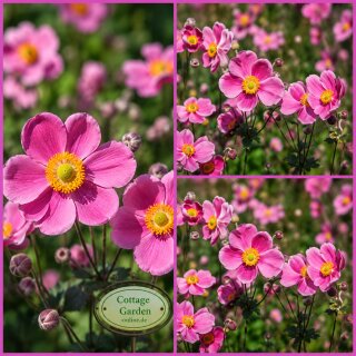 Herbstanemone  Anemone ‘Splendens’ ~ kräftige im Topf ~ Herbst-Ball der Prinzessinnen ~ purpurrosa Blütenzauber & Bienenschwarm