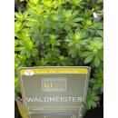 Waldmeister Kräuter-Staude, im Topf...