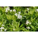 Waldmeister Kräuter-Staude, im Topf...