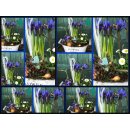 Zwerg Iris im Topf ~ Iris Reticulata Harmony~...