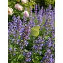 Katzenminze Nepeta ‘Six Hills Giant’ im Topf...