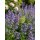 Katzenminze Nepeta ‘Six Hills Giant’ im Topf – üppige Blütenwolken für Bienen & Gartenromantik
