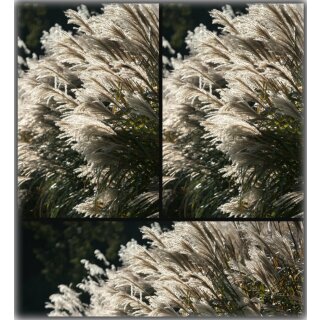 Miscanthus kleine Silberspinne ~Chinaschilf ~im großen 5 Liter XXL Topf~  wogendene Silberähren #1 #1