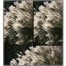 Miscanthus kleine Silberspinne ~Chinaschilf ~im...