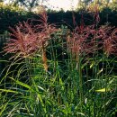 Miscanthus - Chinaschilf Ferner Osten im großen 1...
