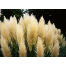 Pampasgras Evita~XL 5 Liter Topf ~ Herbstfreude -...