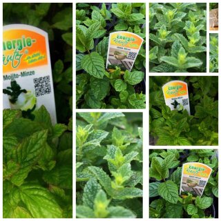 Frische Marokkansiche Minze im großen Topf - zum sofort beernten ~ Frische Küche ~ für kalt- &warme Genüsse- Gartenliebe-Mentha