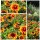 Korkadenblume ~ Bienenfreundlich ~ Papageinblumen~ Flower ~ Staude~ Garten
