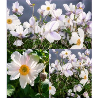 Herbstanemone Anemone ‘Elfin Swan’® im XL Topf~ der Elfenschwan ~ weißer Blütenzauber mit zartvioletter Rückseite - Besonderheit