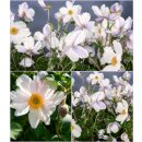 Herbstanemone Anemone ‘Elfin Swan’® im XL...