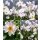 Herbstanemone Anemone ‘Elfin Swan’® im XL Topf~ der Elfenschwan ~ weißer Blütenzauber mit zartvioletter Rückseite - Besonderheit